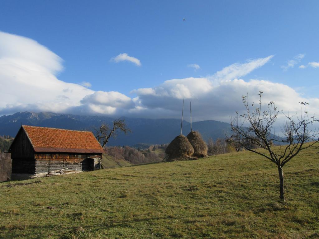 Casa Elena Guest House Бран Екстериор снимка